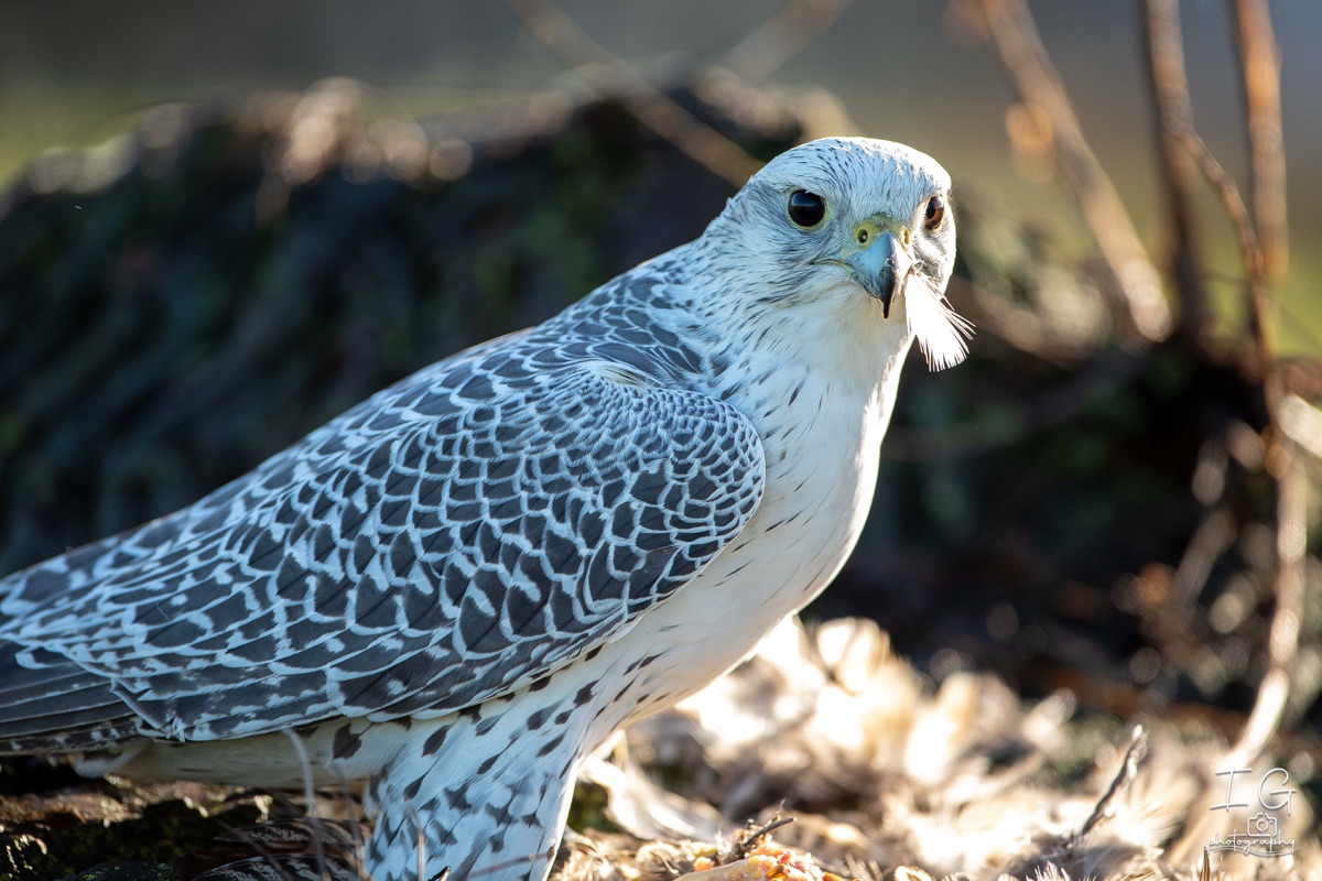  5D49918 21 november 2021 1213 03